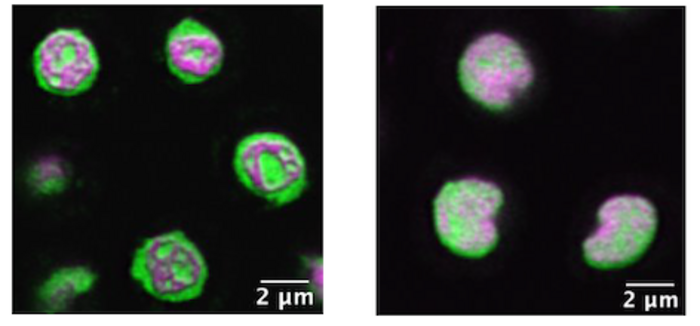 Disrupting phase separation had no effect on germline health or fertility